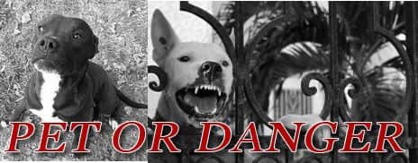 Pit bulls - killing machine or media hype? pit bulls - friendly or dangerous?