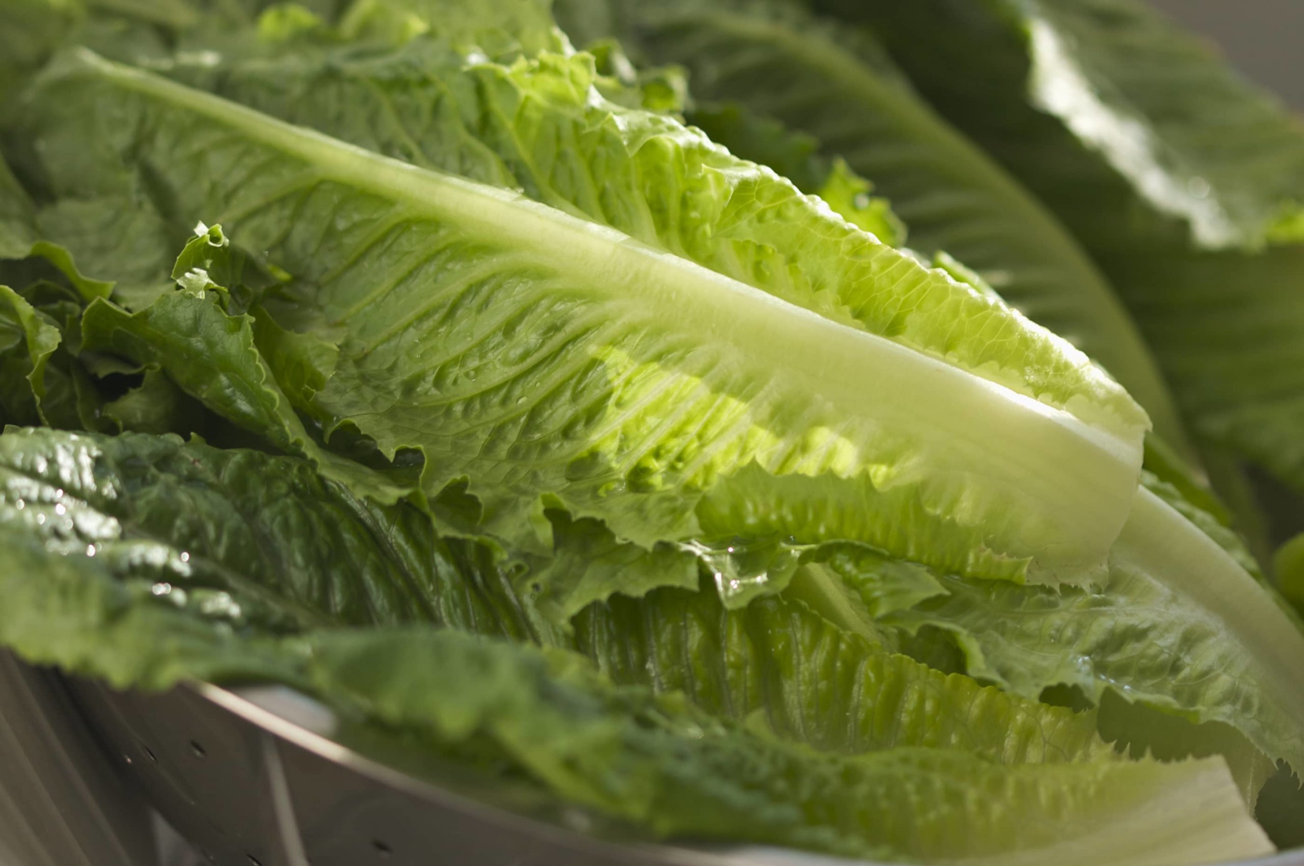 California Company Recalls Romaine Lettuce for Possible E. coli Contamination