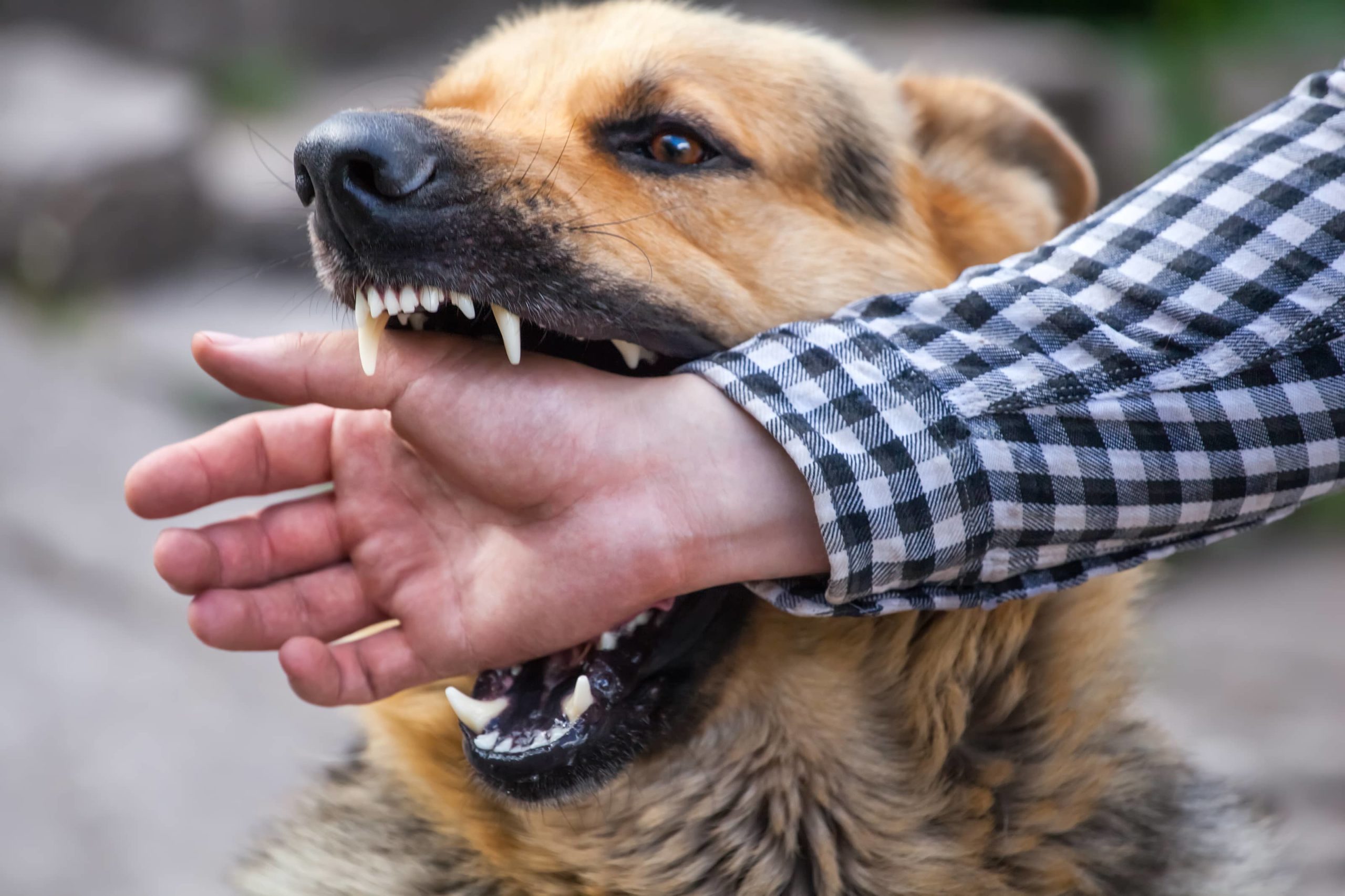 Los Angeles Leads Nation in Dog Attacks Against Mail Carriers