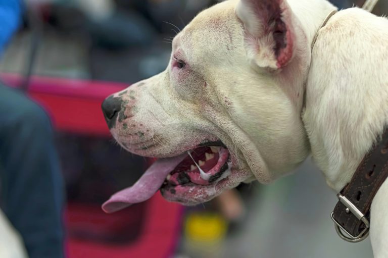 Two Dogs Put Down After Fatal California Dog Attack