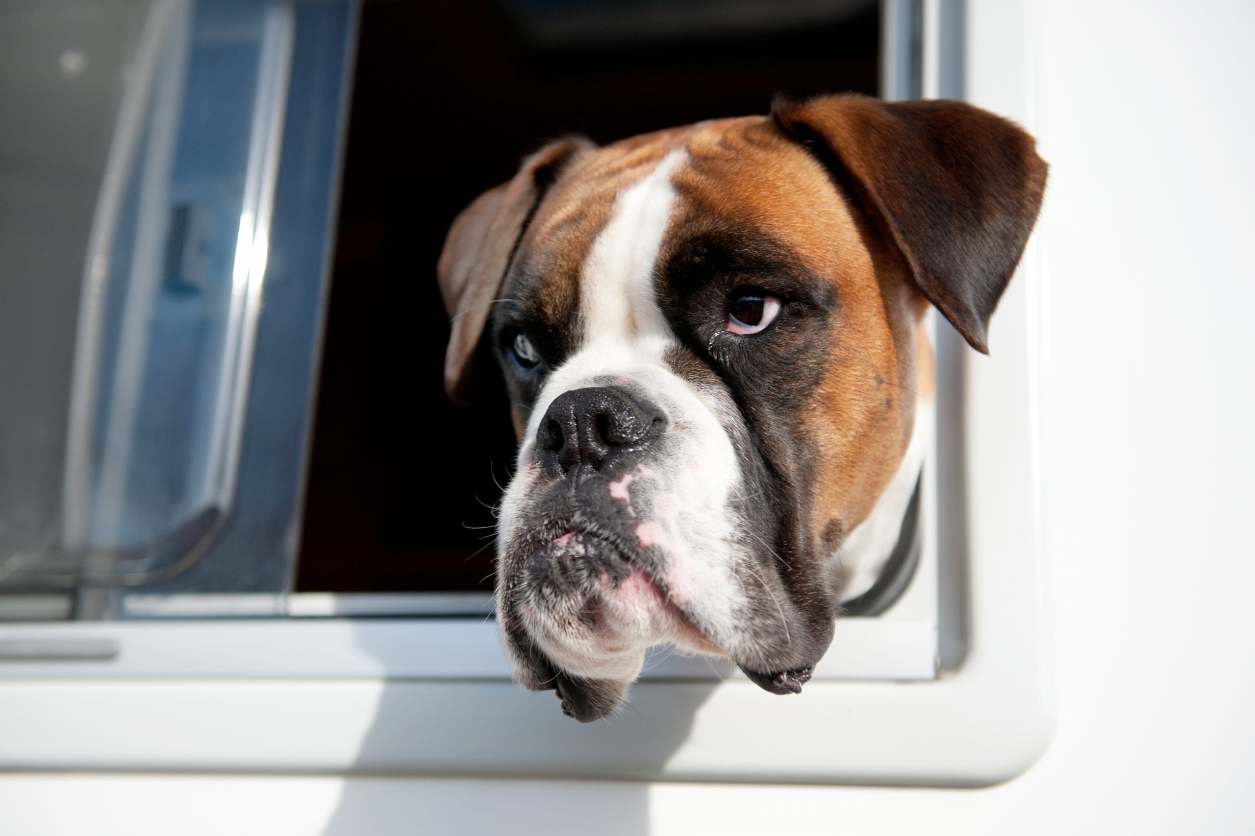 New Study Shows Unrestrained Dogs in Moving Vehicles Are Dangerous