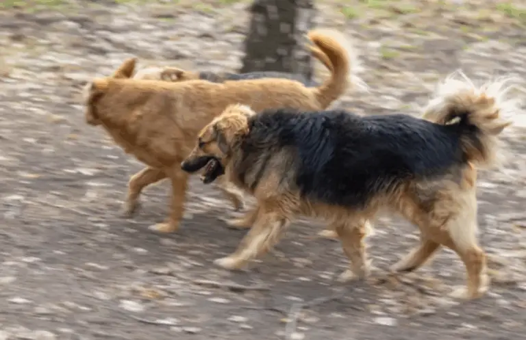a pack of dogs roaming freely