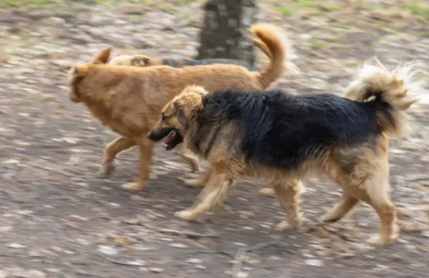 a pack of dogs roaming freely