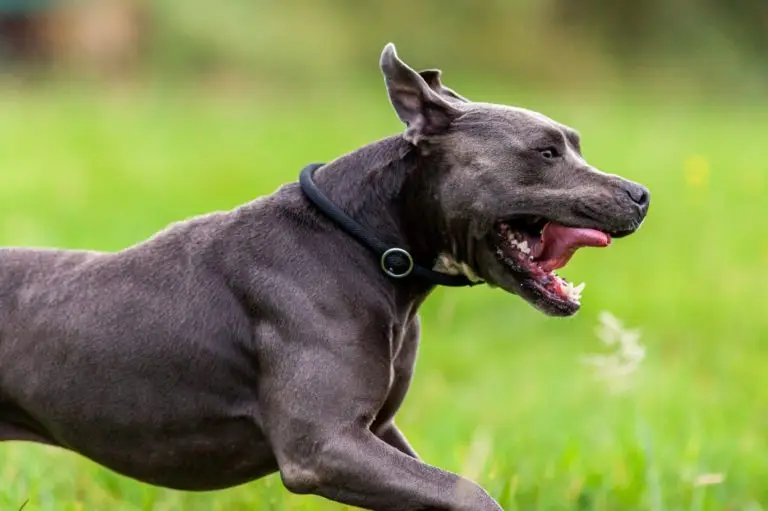 California Woman Has Foot Amputated After Surviving Brutal Dog Attack