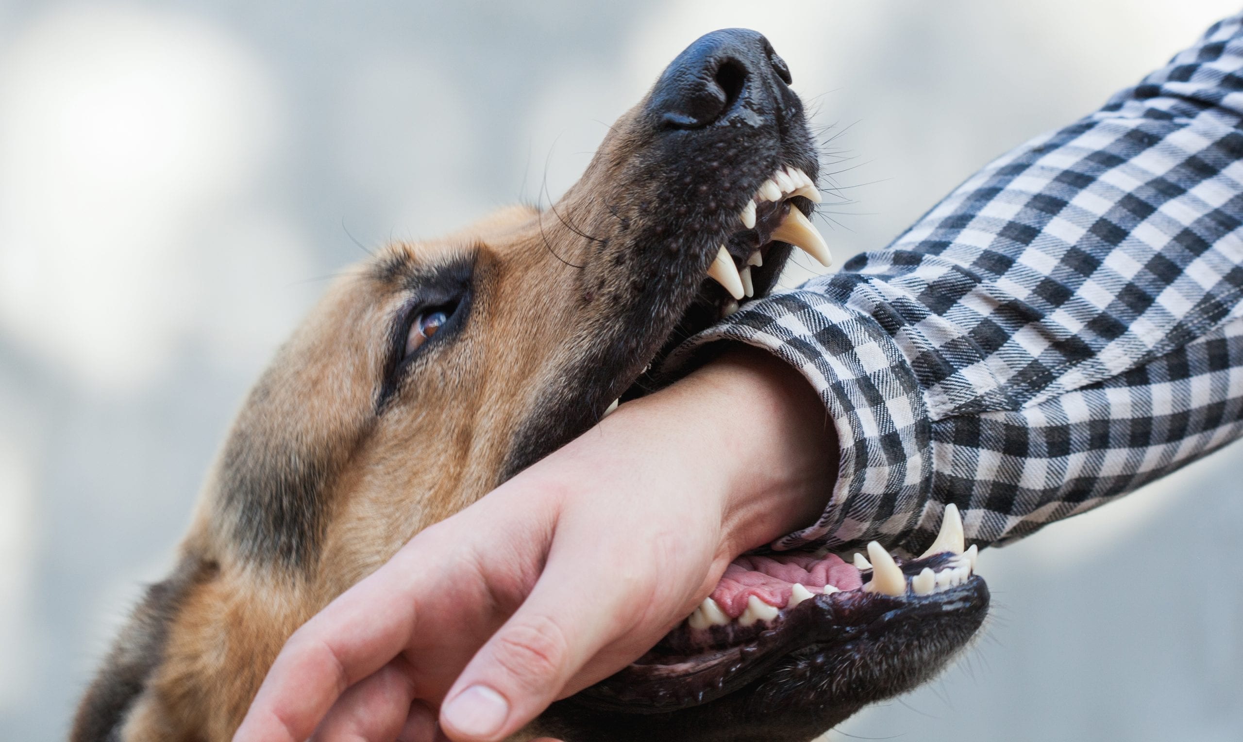 Will Your Renters Insurance Policy Cover Dog Bites?