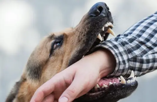 dog attacks on usps mail carriers