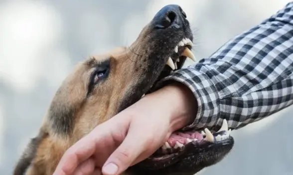 a German Shepard biting a hand