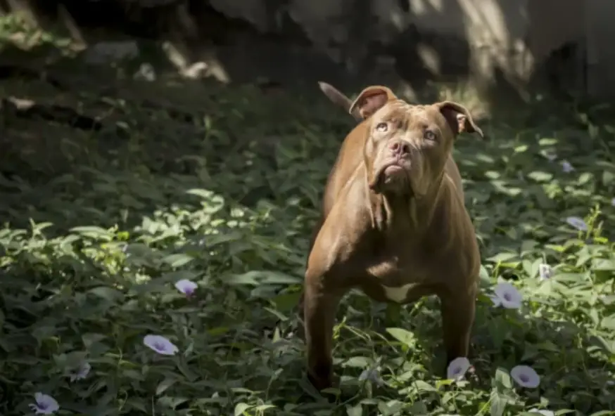 a pitbull standing among trees