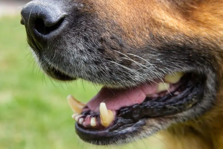 Volunteer Sues Los Angeles Animal Services for Negligence After Dog Attack