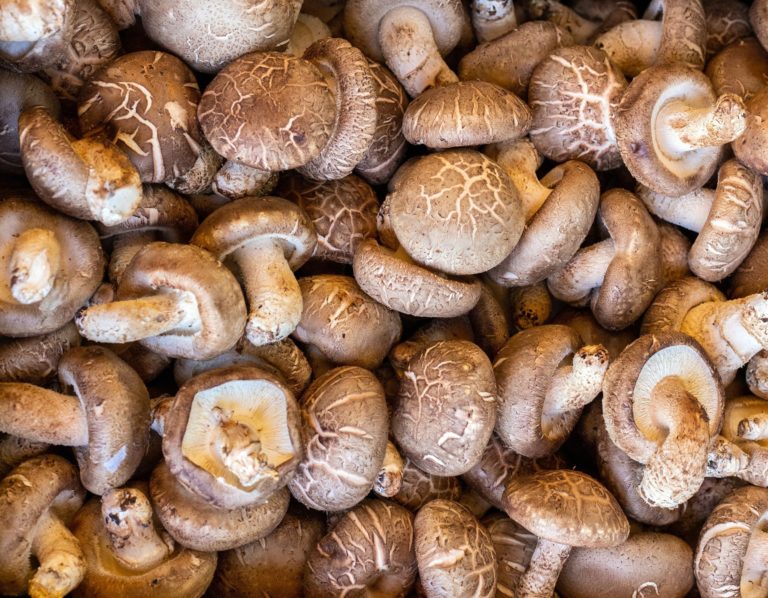 Salmonella Outbreak Linked to Mushrooms Sickens 41 People Across 10 States