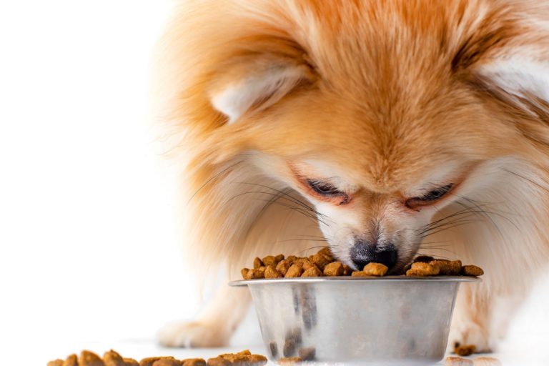 FDA Cautions Consumers About Pet Food Linked to 28 Deaths
