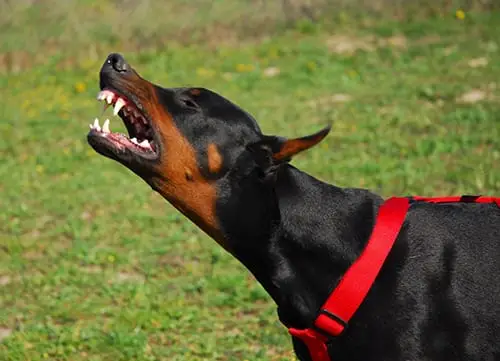 Study Shows Dog Bite Insurance Claims Are at Record Levels