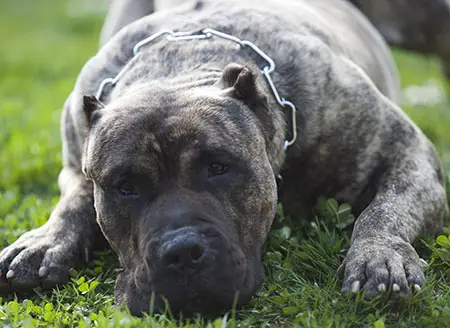 Presa Canario bite force