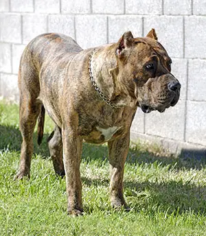Presa Canario temperament