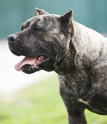history of the presa canario
