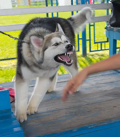 aggressive Alaskan malamute