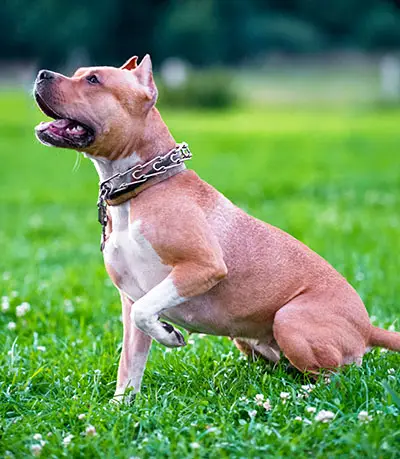 Characteristics of the American Staffordshire terrier