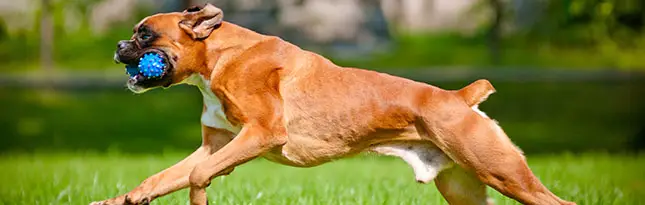 Boxer breed characteristics