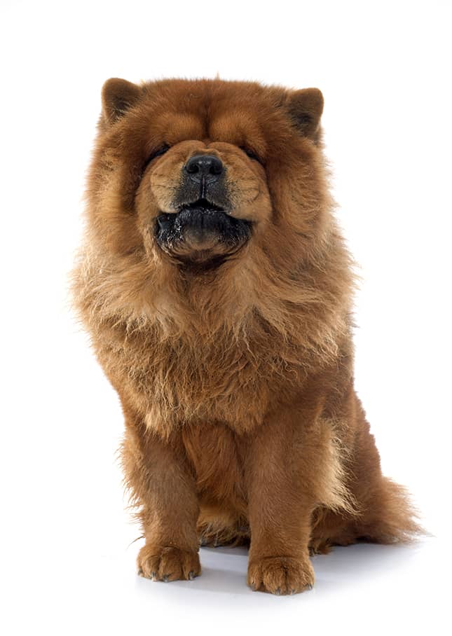 aggressive chow chows