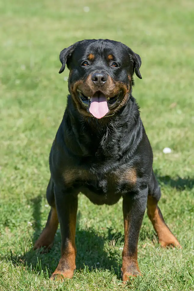 what to do after a dog attack in Irvine, CA