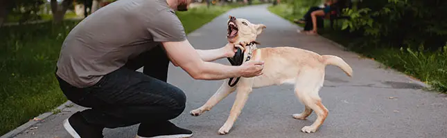 Aggressive Labrador