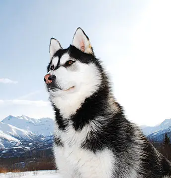 Aggressive Siberian Husky.