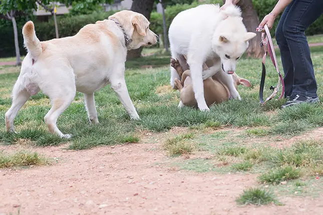 akita dog bite statistics