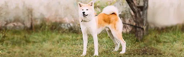 Akita dog breed