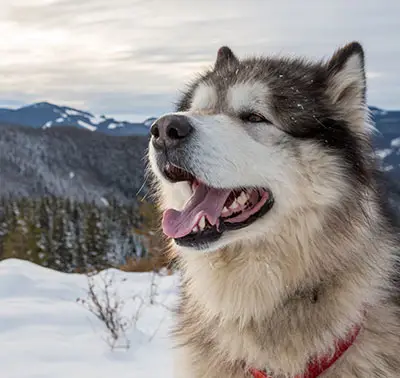 History of the Alaskan malamute