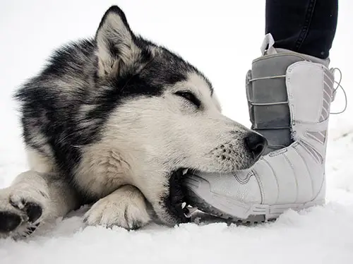 Alaskan malamute bite injury