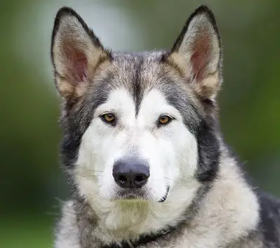 Alaskan malamute bite lawsuit