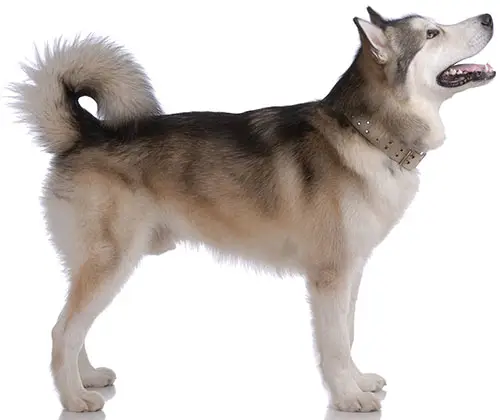Alaskan malamute temperament