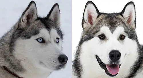 A husky (left), and an Alaskan malamute (right)