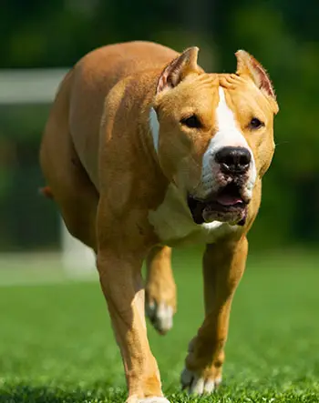 History of the American Staffordshire terrier