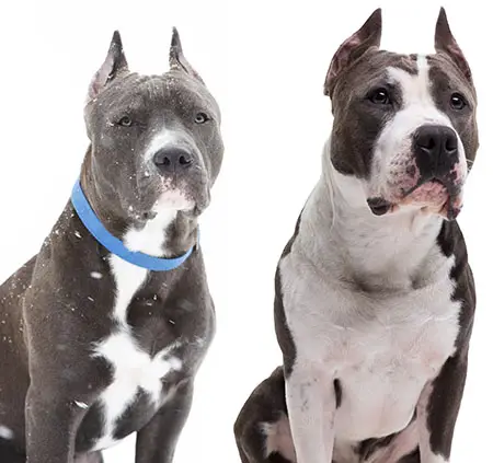 AmStaff vs pit bull terrier