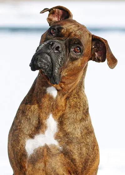 Boxer bite legal options