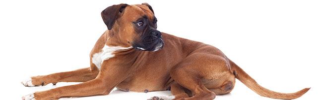 are boxer dogs kid friendly