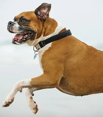 Boxer dog bite force