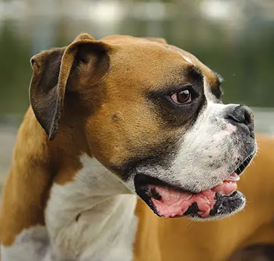 where does the boxer breed come from?