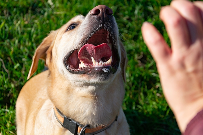 injury suffered from a dog bite in Buena Park