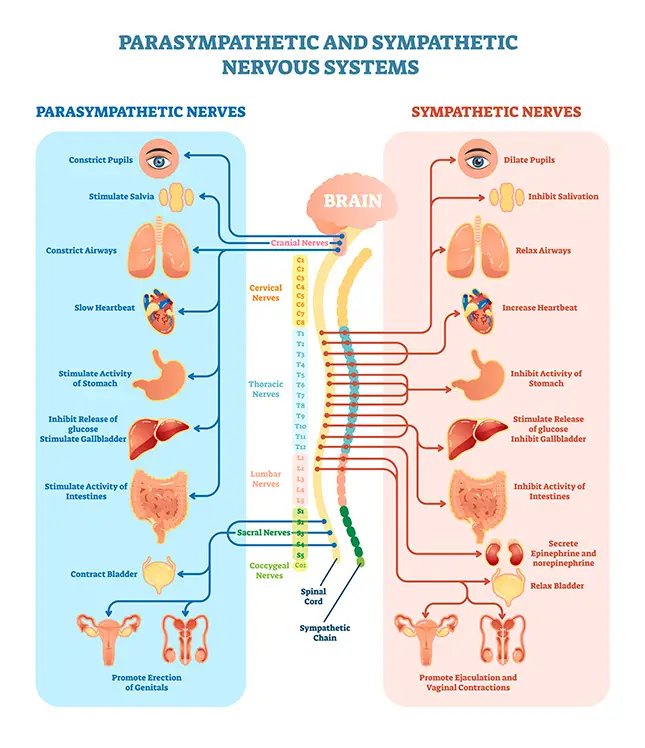 injuries to the human nervous system
