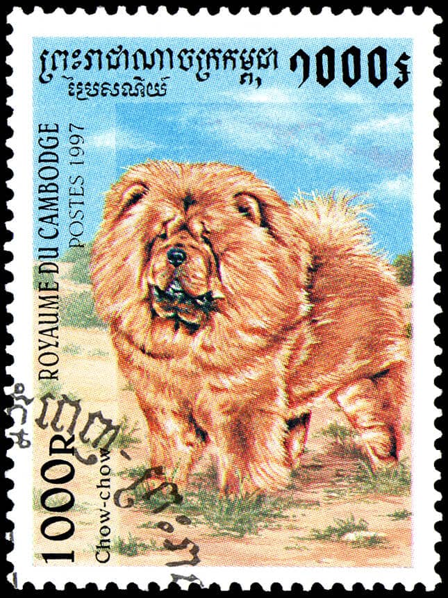 chow chow popularity