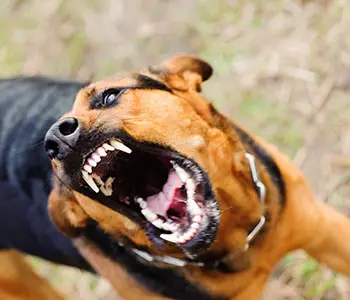 dog bite compensation in California