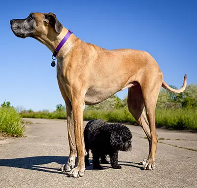 Great Dane characteristics