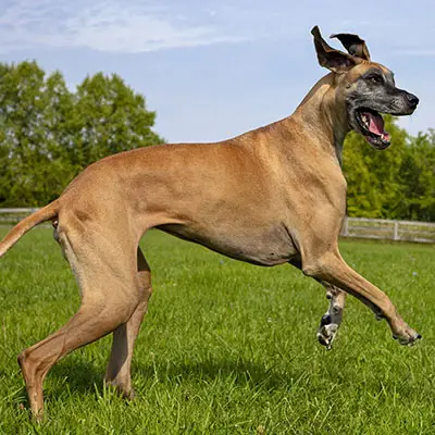 Great Dane temperment