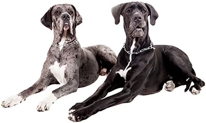 Great Dane health problems
