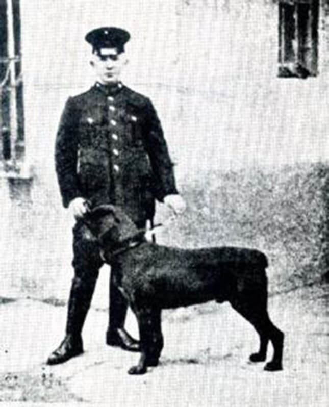 Rottweiler bites