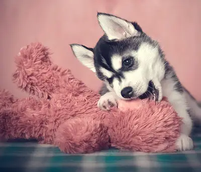 Husky puppy biting