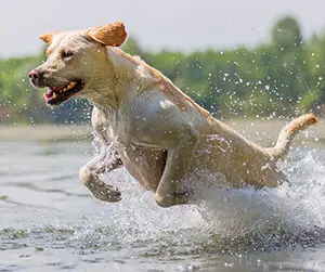 Features of the labrador