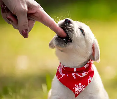 Why are some Labradors dangerous?